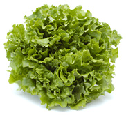 Salatkopf, wechselnde Sorten