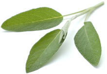 Salbei
